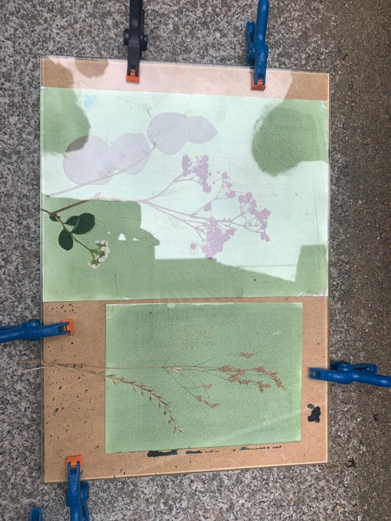 insolation cyanotype