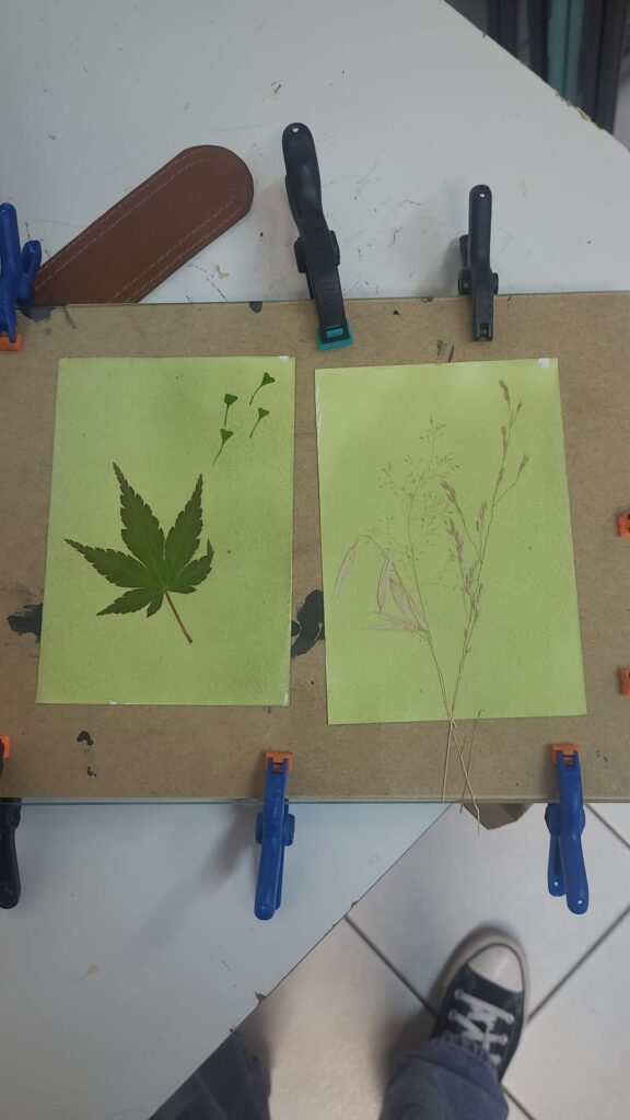 choix des végétaux cyanotype